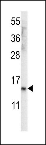ANTI-UNQ3029 (CENTER) antibody produced in rabbit