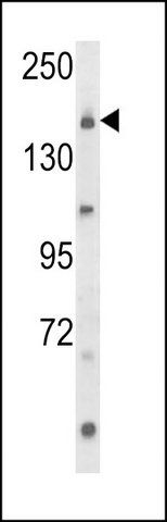 ANTI-UNC13B (CENTER) antibody produced in rabbit