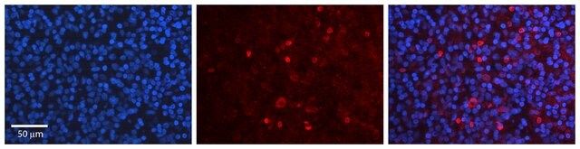 Anti-USF1 antibody produced in rabbit