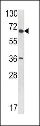 ANTI-VDU1(C-TERMINAL) antibody produced in rabbit