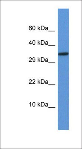 Anti-VGLL2 antibody produced in rabbit