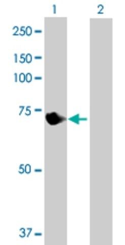 Anti-VPS33B antibody produced in mouse