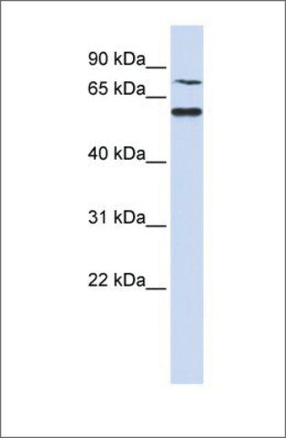 Anti-WDR51B antibody produced in rabbit