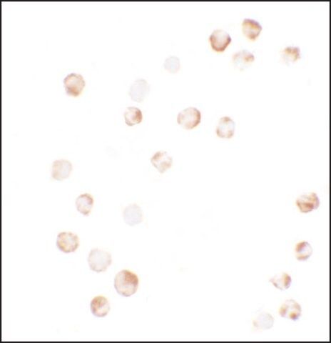 Anti-YPEL4 antibody produced in rabbit