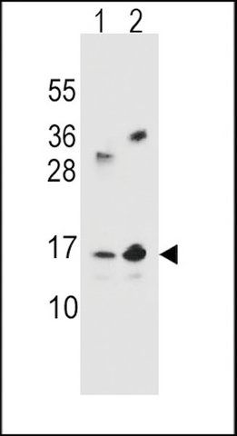ANTI-YE016 (CENTER) antibody produced in rabbit