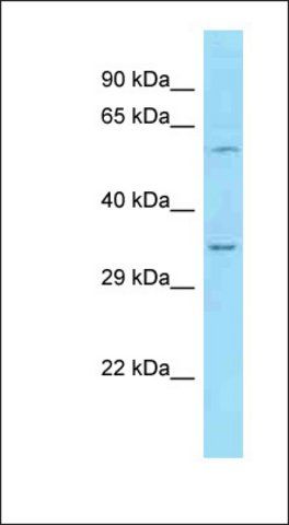 Anti-STX2 antibody produced in rabbit