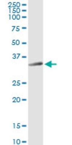 Anti-STX12 antibody produced in rabbit