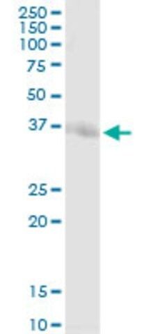 Anti-STX7 antibody produced in rabbit