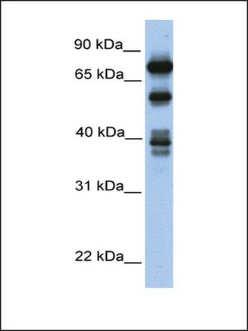 Anti-STRBP antibody produced in rabbit