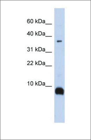 Anti-TAC3 antibody produced in rabbit