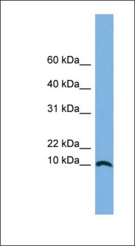 Anti-STRA13 antibody produced in rabbit