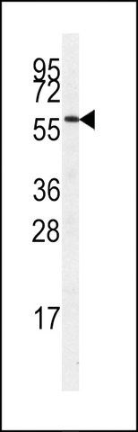 ANTI-STK23 (MSSK1) (CENTER) antibody produced in rabbit