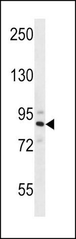 ANTI-STRN4 (N-TERM) antibody produced in rabbit