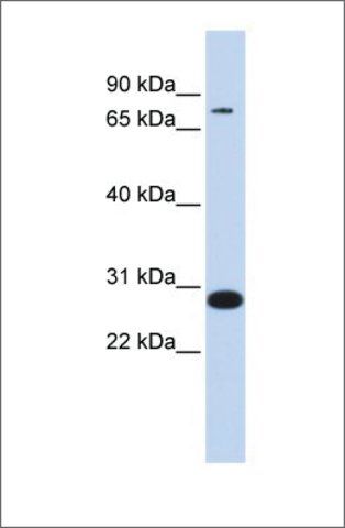 Anti-TCF12 antibody produced in rabbit