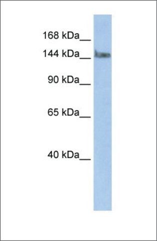 Anti-TCERG1 (ab2) antibody produced in rabbit
