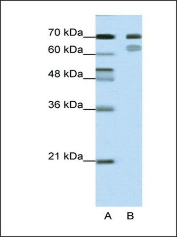 Anti-TCF3 (AB1) antibody produced in rabbit
