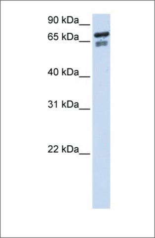 Anti-TCF25 antibody produced in rabbit