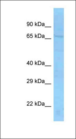 Anti-SLU7 antibody produced in rabbit
