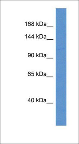 Anti-SLC9A10 antibody produced in rabbit