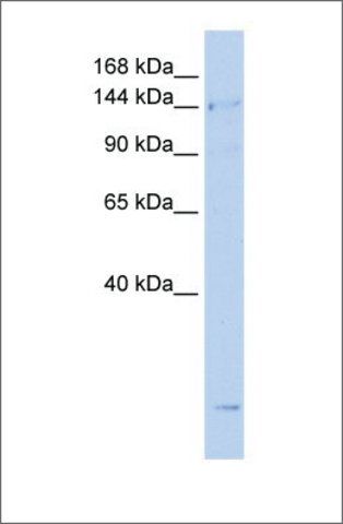 Anti-SMC4 (ab1) antibody produced in rabbit