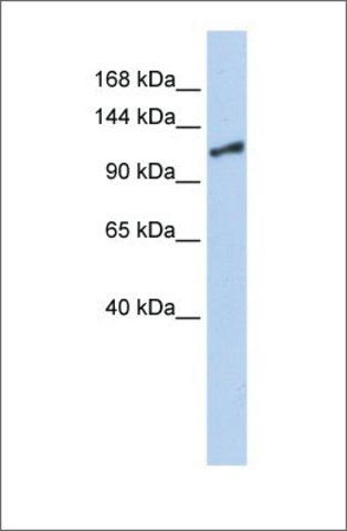 Anti-SMARCA1 (ab1) antibody produced in rabbit