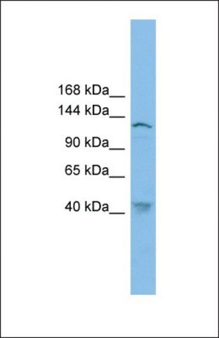Anti-SMC3, (N-terminal) antibody produced in rabbit