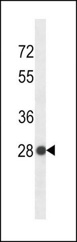 ANTI-SNRPB2 (N-TERM) antibody produced in rabbit