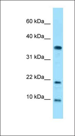 Anti-SNRPE antibody produced in rabbit