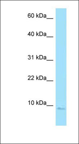 Anti-SNRPE antibody produced in rabbit