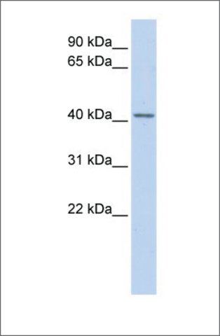 Anti-SNUPN antibody produced in rabbit