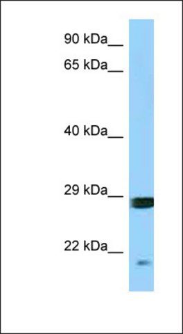 Anti-SNX12 antibody produced in rabbit