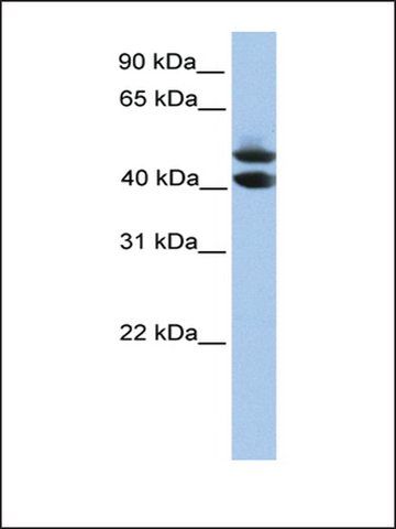 Anti-SOHLH1 antibody produced in rabbit