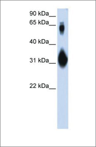 Anti-SOX15 (ab1) antibody produced in rabbit