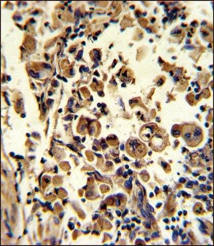 ANTI-SOD3 (N-TERM) antibody produced in rabbit