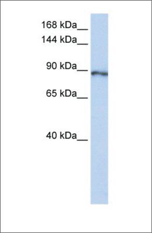 Anti-SOLH antibody produced in rabbit
