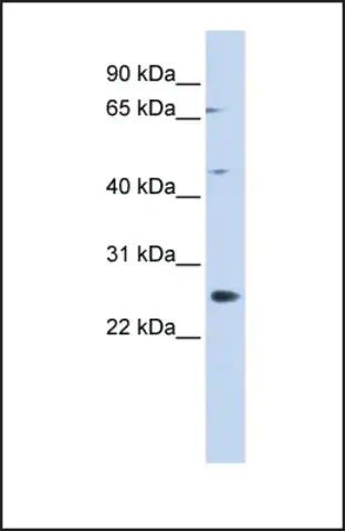 Anti-SPATA22, (N-terminal) antibody produced in rabbit