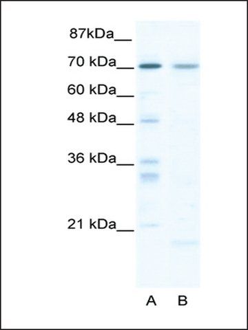 Anti-Sox13 antibody produced in rabbit