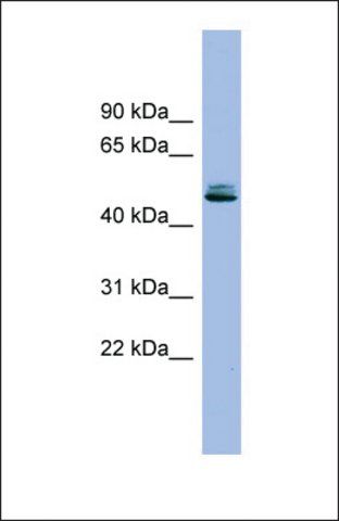 Anti-SPINT1 antibody produced in rabbit
