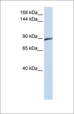 Anti-SPATA5 antibody produced in rabbit