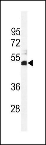 ANTI-SPDYE1 (C-TERM) antibody produced in rabbit