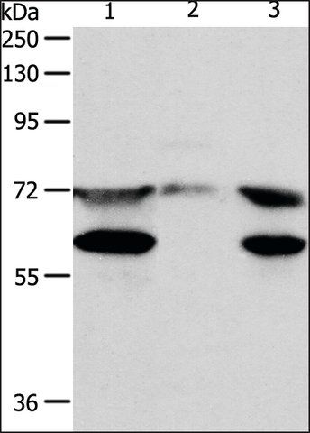 Anti-SPDL1 antibody produced in rabbit