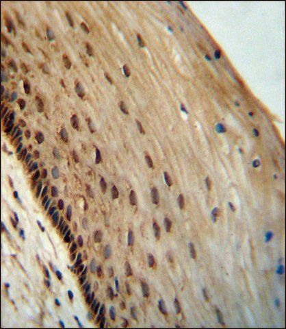 ANTI-SPDYE3 (CENTER) antibody produced in rabbit