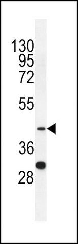 ANTI-SPB4 (C-TERM) antibody produced in rabbit