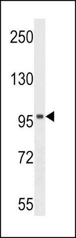 ANTI-SPIRE1 (C-TERM) antibody produced in rabbit