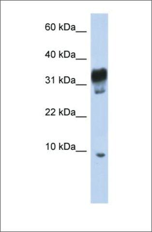 Anti-PXT1 antibody produced in rabbit