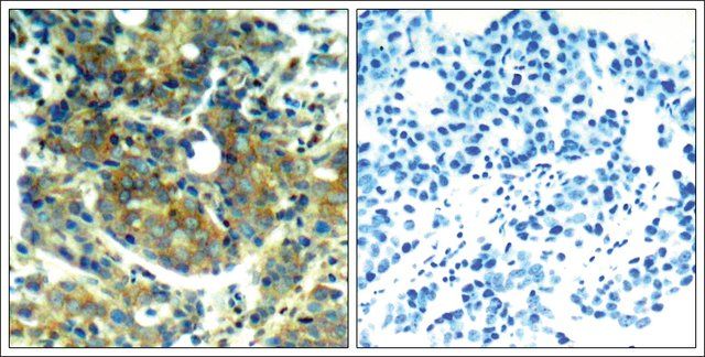 Anti-phospho-RPS6KB1 (pSer<sup>411</sup>) antibody produced in rabbit