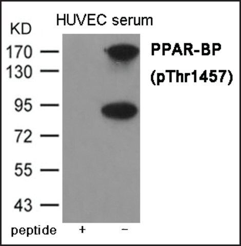 Anti-phospho-PPAR-BP (pThr<sup>1457</sup>) antibody produced in rabbit