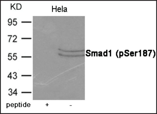Anti-phospho-Smad1 (pSer<sup>187</sup>) antibody produced in rabbit