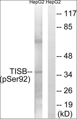 Anti-phospho-TISB (pSer<sup>92</sup>) antibody produced in rabbit