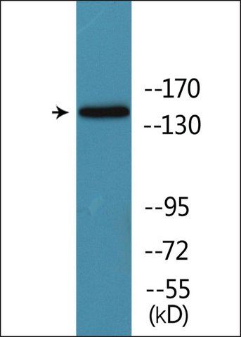 Anti-phospho-SMC1 (pSer<sup>966</sup>) antibody produced in rabbit